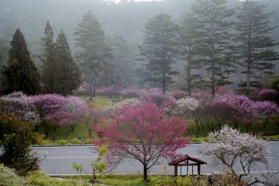 漂亮的樱花背景