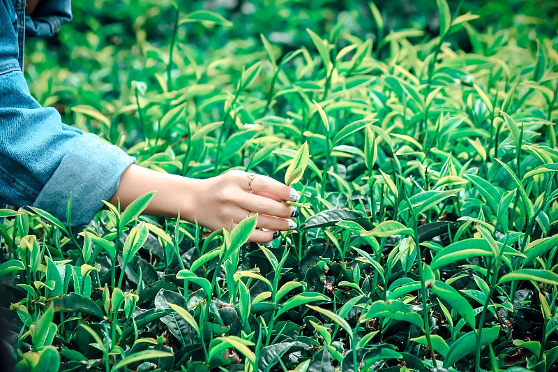 收获山上的绿茶田