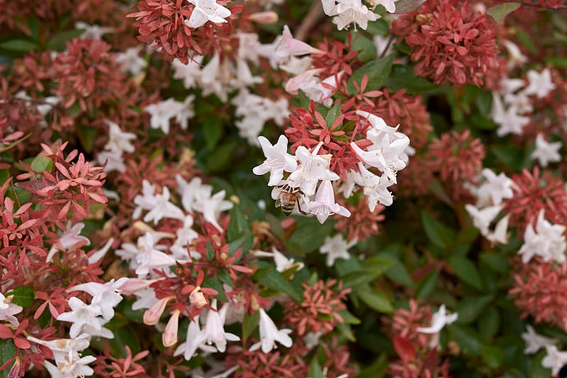 Abelia