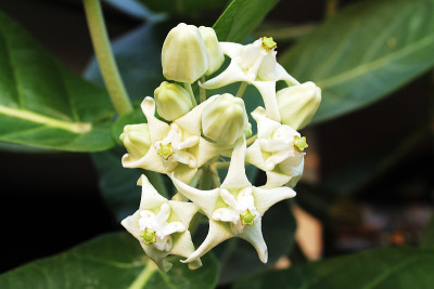 皇冠的花