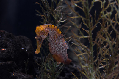 水族馆里的海马体。水下的场景