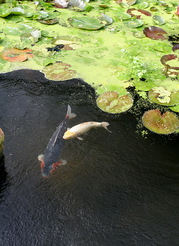 锦鲤在百合池