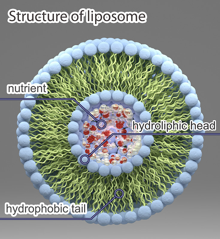 脂质体结构，磷脂，胶束，三维渲染图