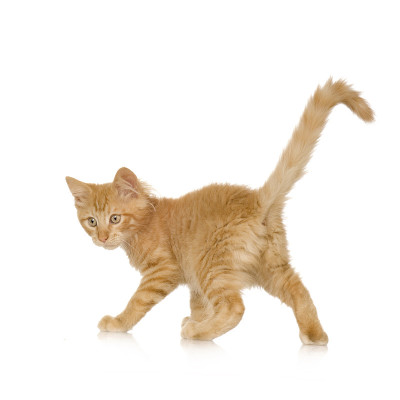姜猫小猫