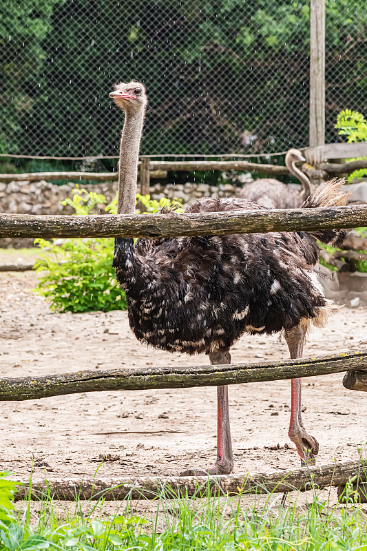 鸵鸟(lat。斯特鲁西欧(Struthio camelus)是一种大型非洲非飞行鸟类，属于奔跑类。