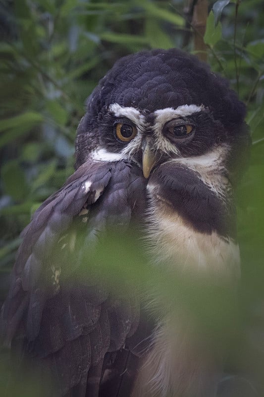 眼镜猫头鹰 (Pulsatrix perspicillata)