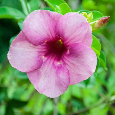 黄蔓blanchetii花