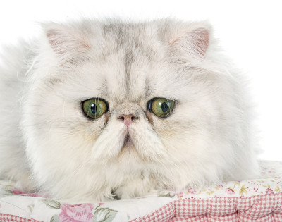 波斯猫