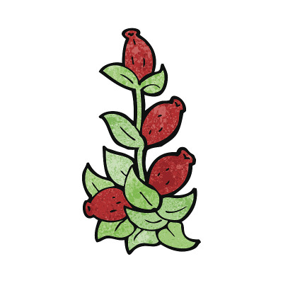 卡通玫瑰果花