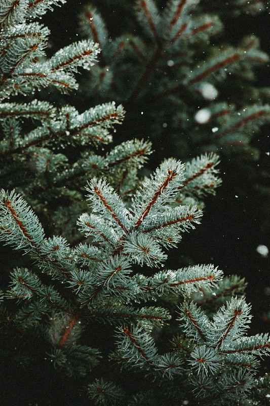 飘落的雪花和科罗拉多蓝色云杉潮湿的树枝