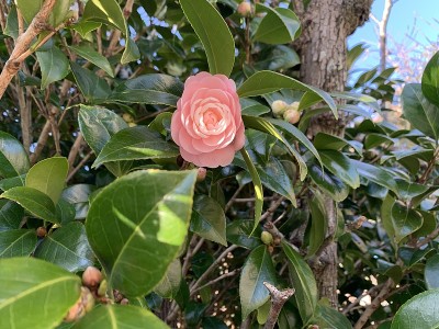 山茶花花