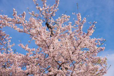 “Sakura”樱花在河边盛开
