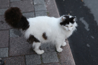 猫
