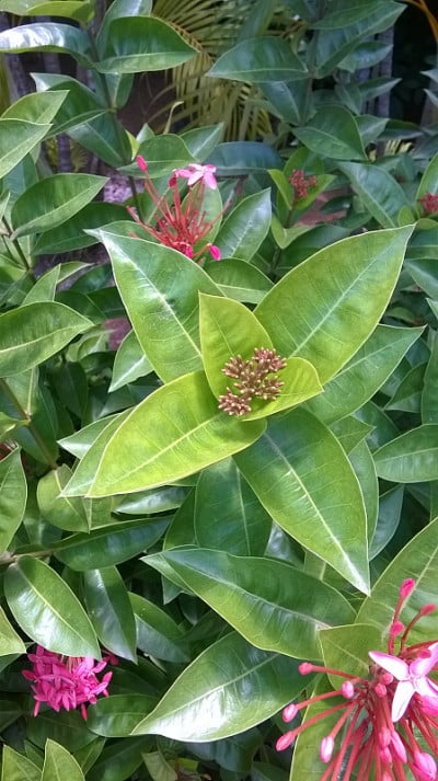 花