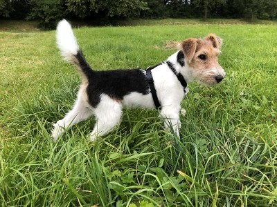 一只狐狸犬站在草地上