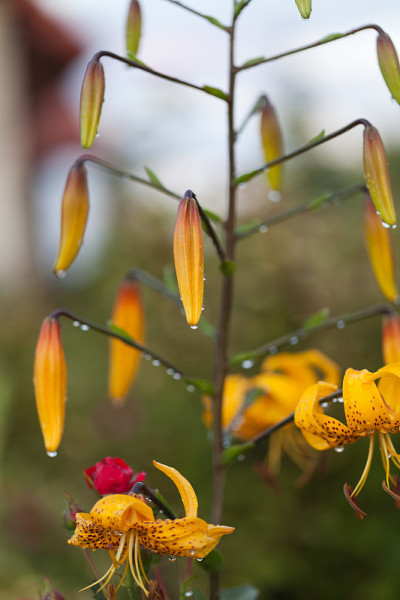 黄色百合的花