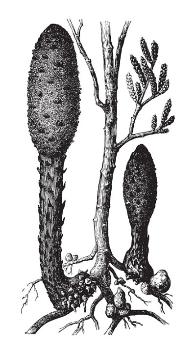 Cynomoium coccineum(寄生植物)-复古插图