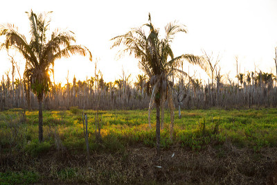 亚马逊神秘日落景观，Rondônia，巴西