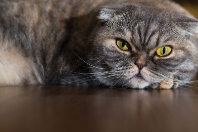 猫躺在木地板上。
