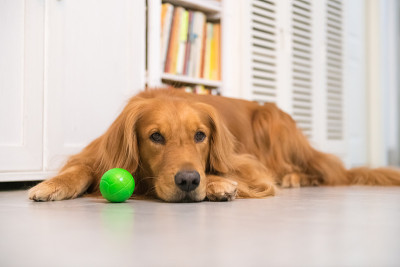 金毛犬躺在地上