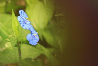 Commelina benghalensis花,