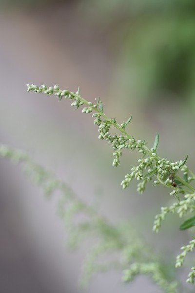 日本艾属植物的花