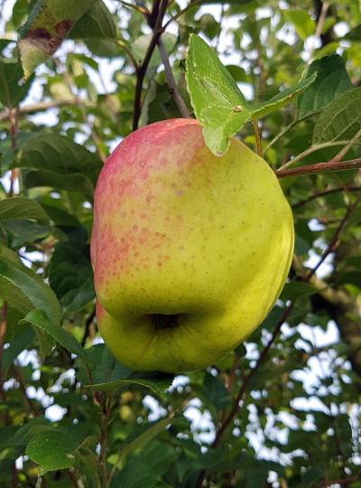 蜜苹果、苹果、家兔