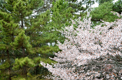 日本京都京都御苑的樱花