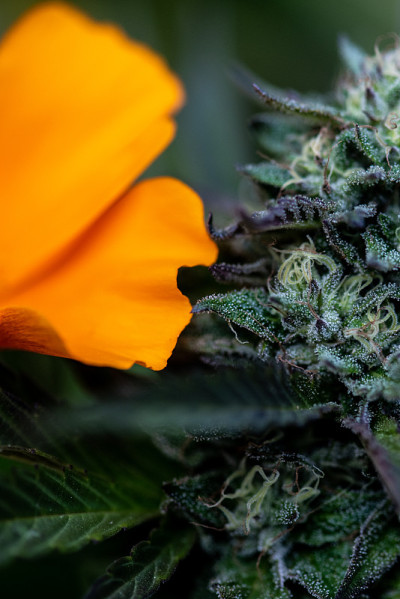 加州的花