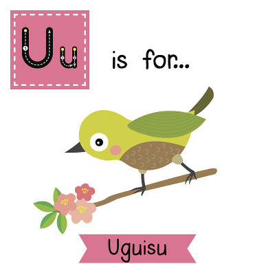 字母U跟踪。Uguisu鸟。