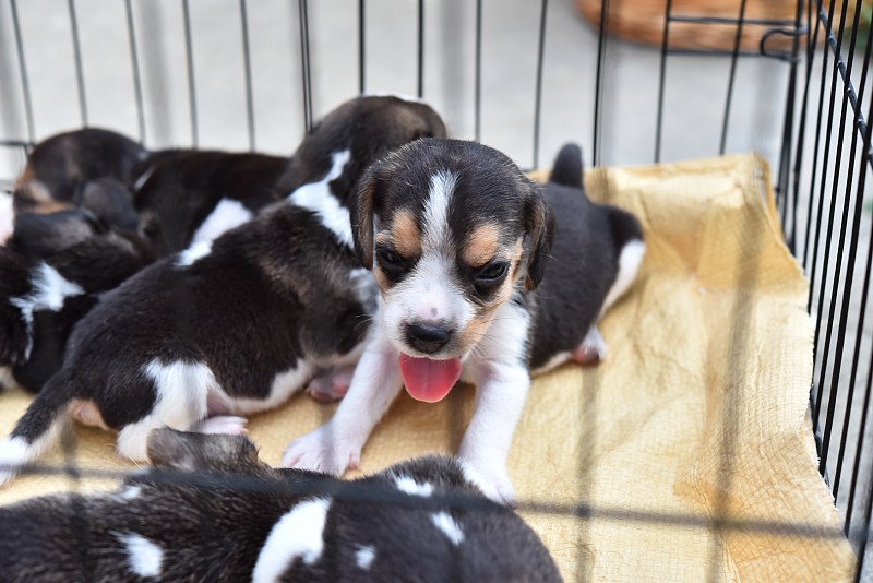 米格鲁猎犬的出售