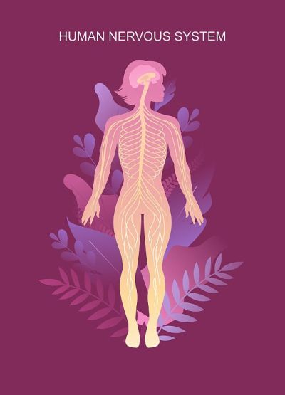 人体神经系统教育方案
