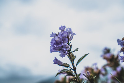 印度的Neelakurinji花