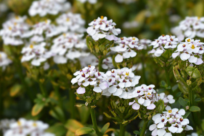 常绿屈曲花属植物