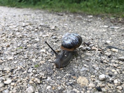 泥土路上漂亮的蜗牛