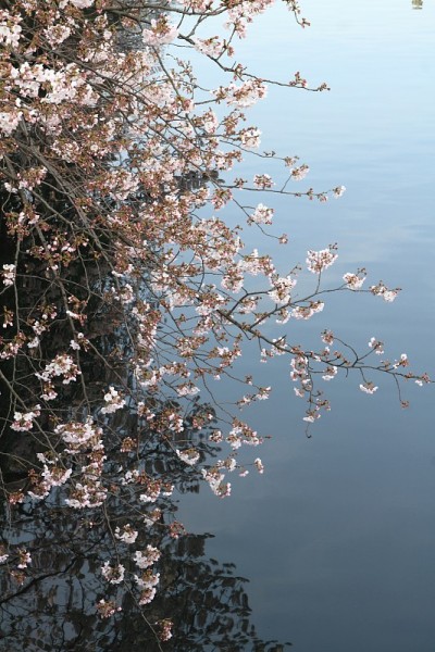 樱花和日本横滨大冈河水面