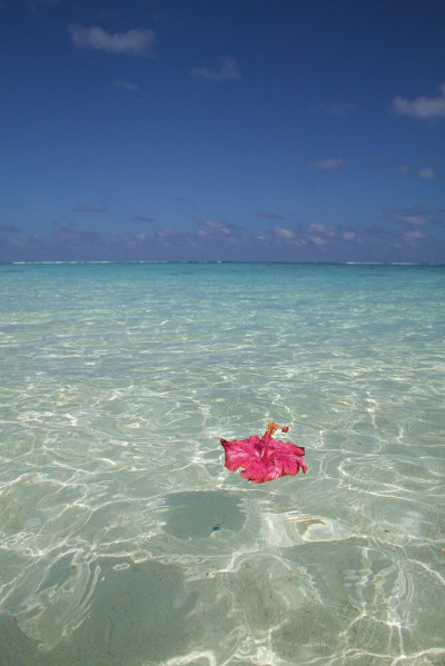 花漂浮在海水里