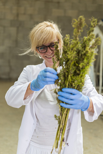 科学家观察干燥的CBD大麻花在工厂。她微笑着，对结果感到高兴