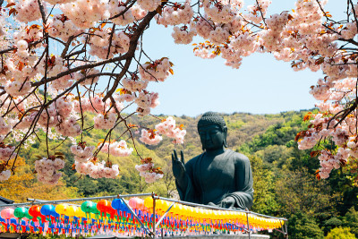 韩国天安寺的樱花佛像