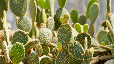 植物园里的兔耳仙人掌或仙人掌
