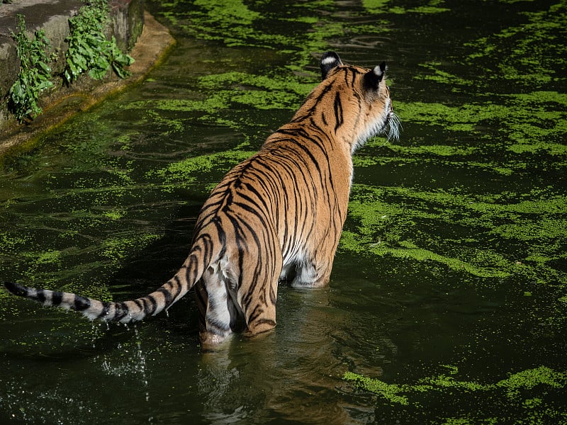 老虎浴场