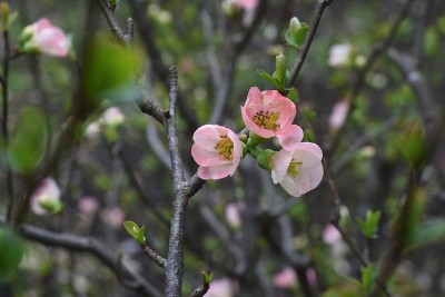 日本贴梗海棠开花