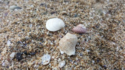 海贝、长春螺、贻贝、蛤、沙岸