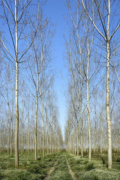 杨树