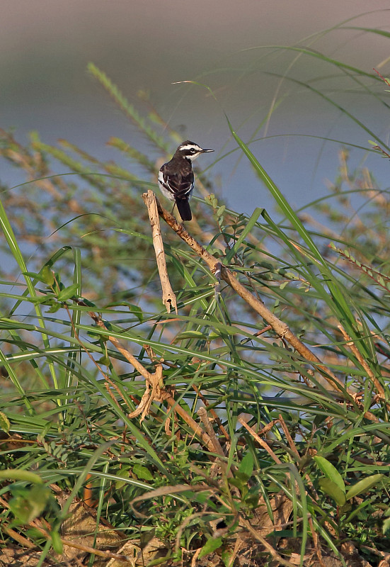 湄公河鹡鸰