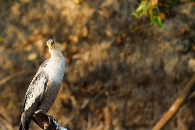 巴西Pantanal - Anhinga