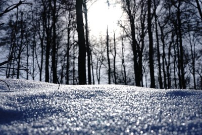 狗狗小狗冬天的雪