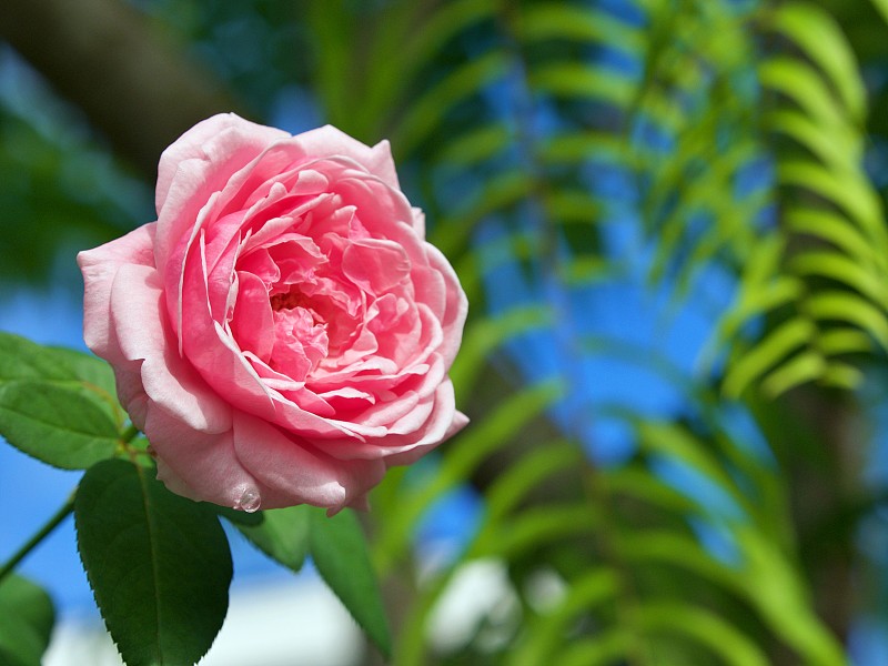 pink rose in garden