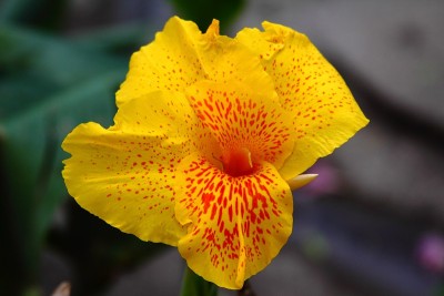 热带黄花