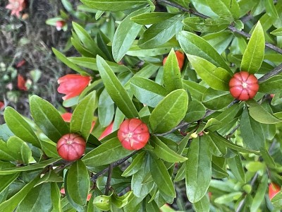 石榴花上的石榴植物